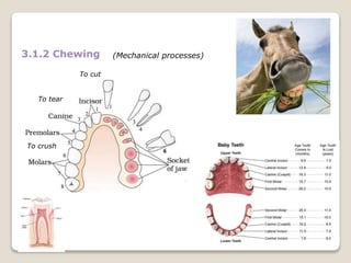 3.1.2 Chewing (Mechanical processes)
To cut
To tear
To crush
 