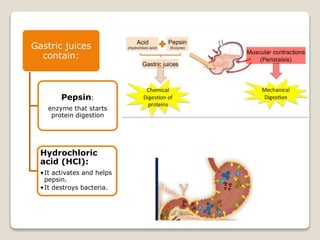 Gastric juices
contain:
Pepsin:
enzyme that starts
protein digestion
Hydrochloric
acid (HCl):
•It activates and helps
pepsin.
•It destroys bacteria.
 