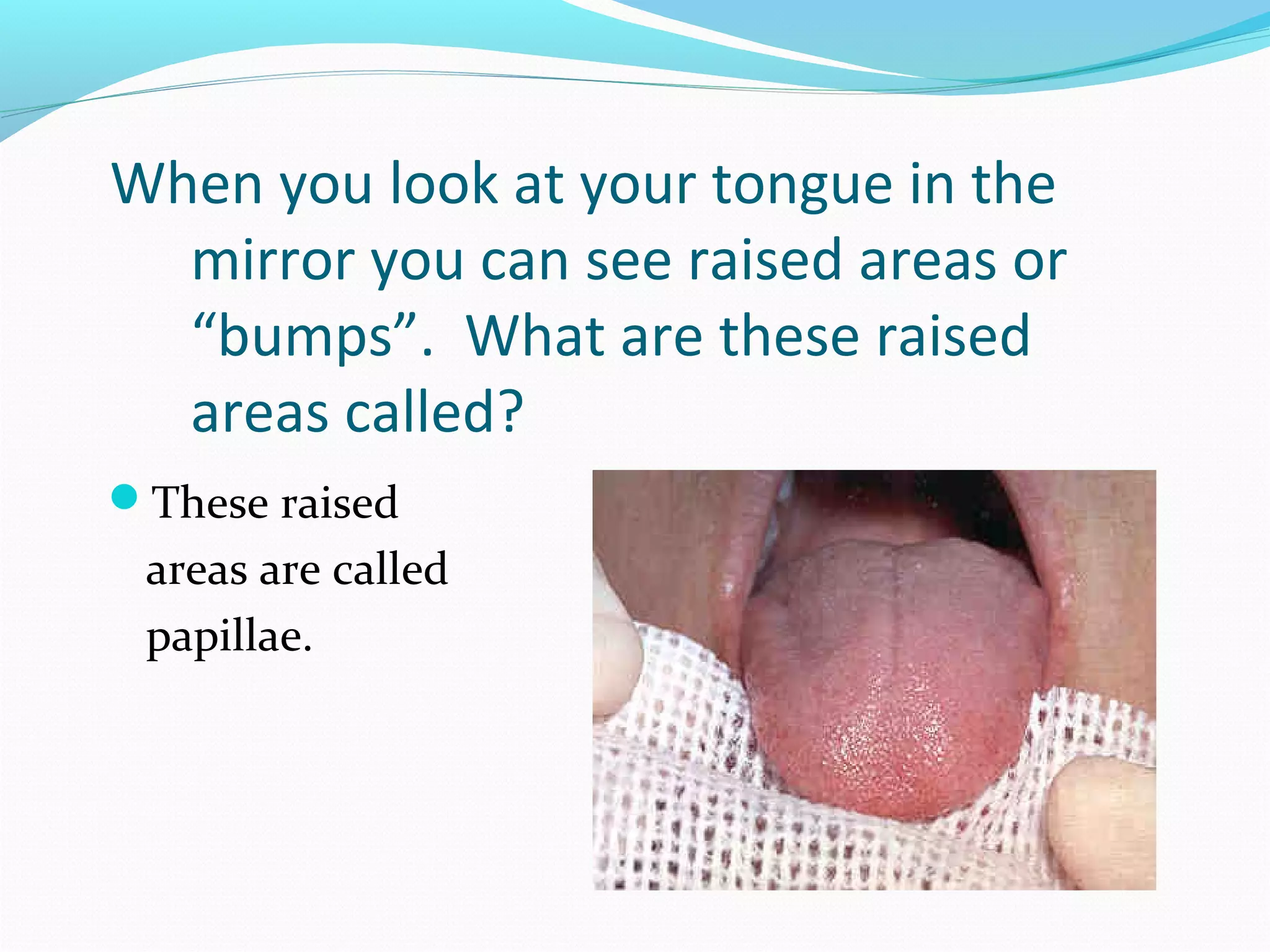 When you look at your tongue in the
mirror you can see raised areas or
“bumps”. What are these raised
areas called?
These raised
areas are called
papillae.
 