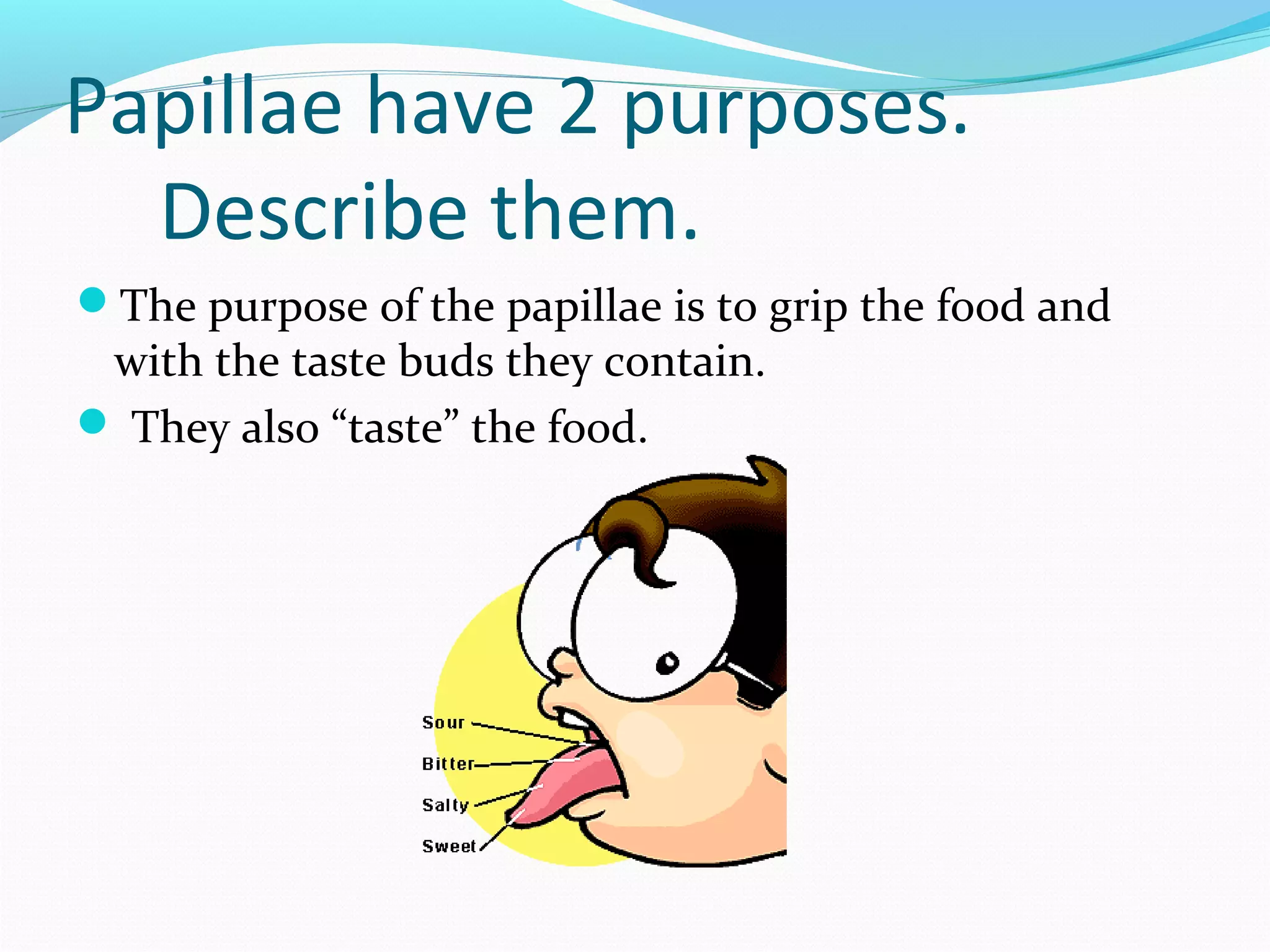 Papillae have 2 purposes.
Describe them.
The purpose of the papillae is to grip the food and
with the taste buds they contain.
 They also “taste” the food.
 