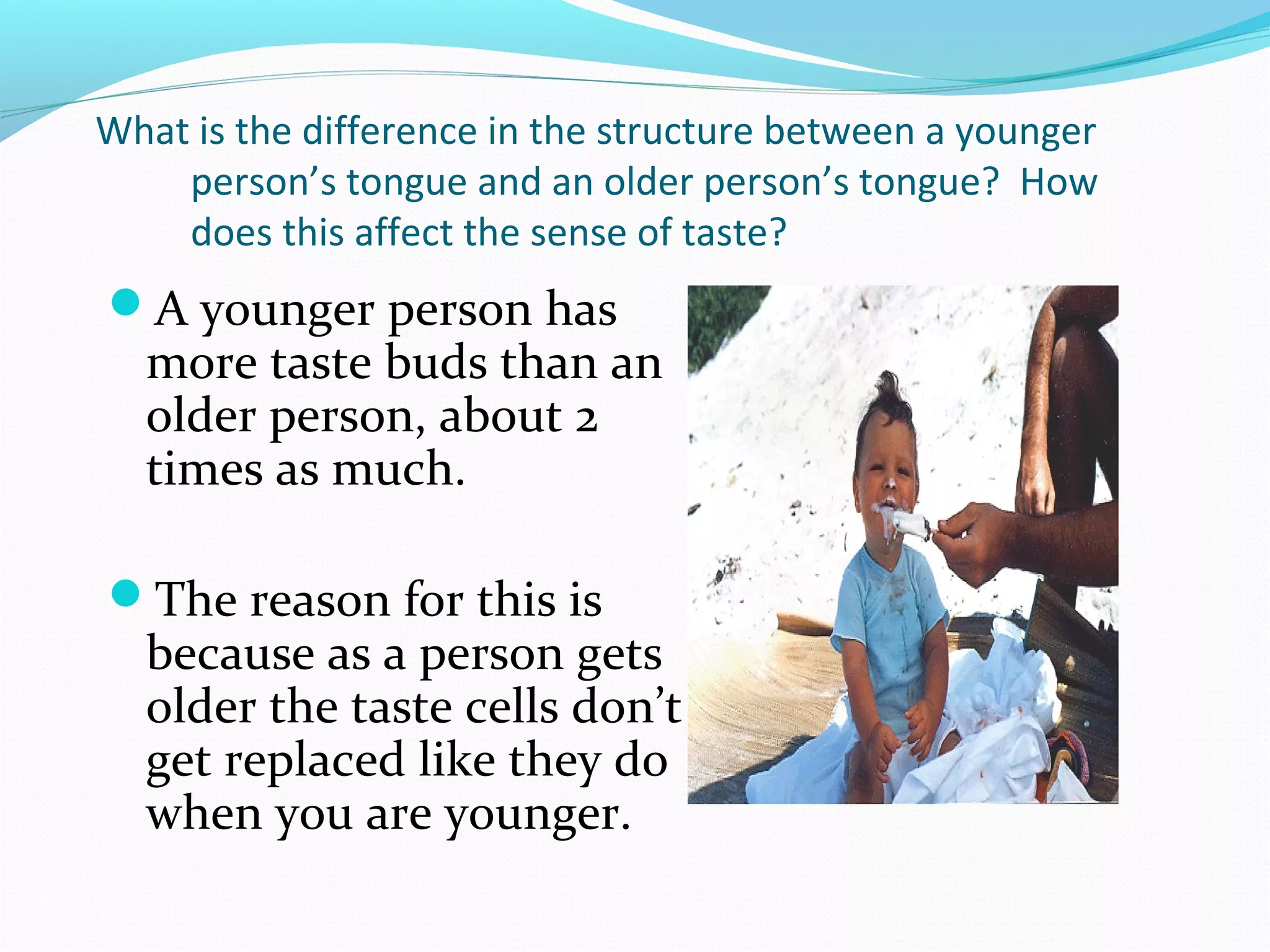 What is the difference in the structure between a younger
person’s tongue and an older person’s tongue? How
does this affect the sense of taste?
A younger person has
more taste buds than an
older person, about 2
times as much.
The reason for this is
because as a person gets
older the taste cells don’t
get replaced like they do
when you are younger.
 