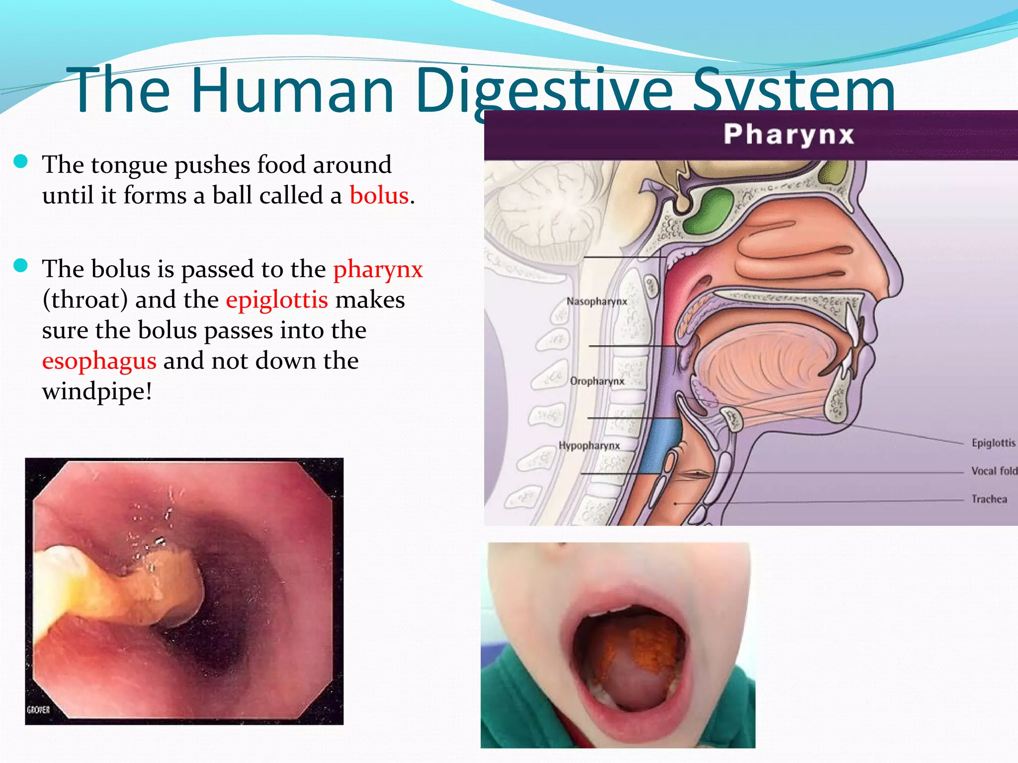 The Human Digestive System
 The tongue pushes food around
until it forms a ball called a bolus.
 The bolus is passed to the pharynx
(throat) and the epiglottis makes
sure the bolus passes into the
esophagus and not down the
windpipe!
 