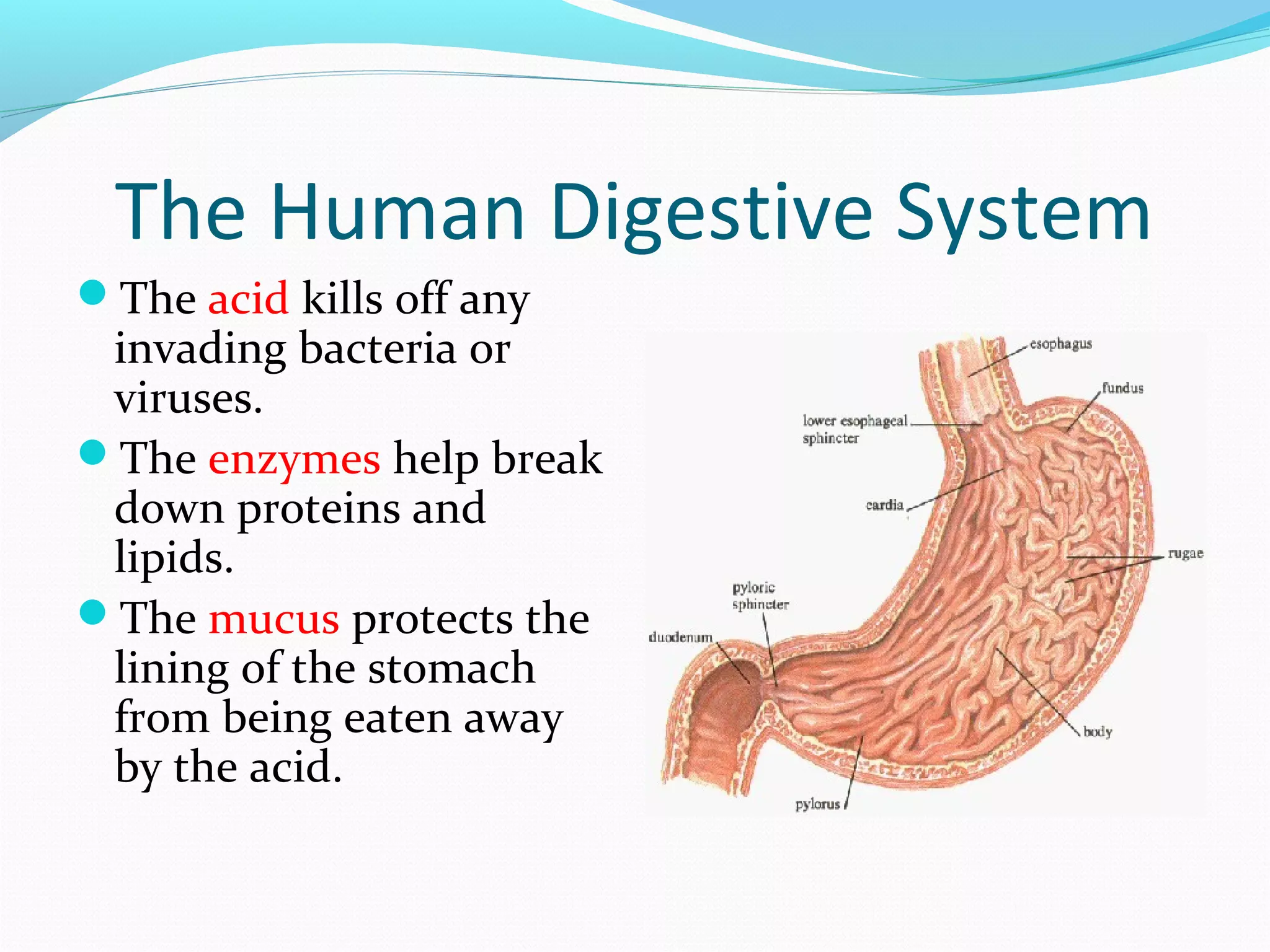 The Human Digestive System
The acid kills off any
invading bacteria or
viruses.
The enzymes help break
down proteins and
lipids.
The mucus protects the
lining of the stomach
from being eaten away
by the acid.
 