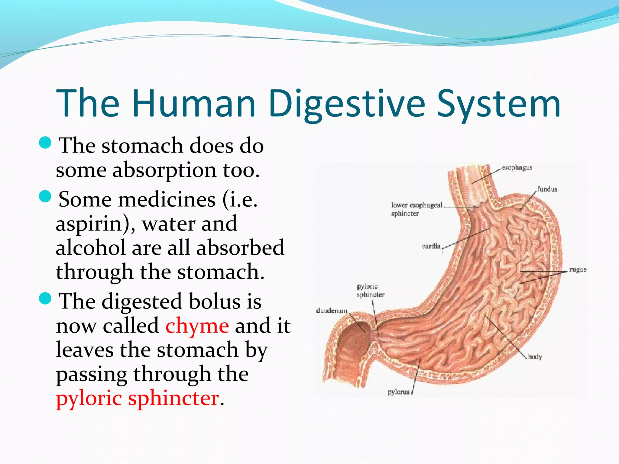 The Human Digestive System
The stomach does do
some absorption too.
Some medicines (i.e.
aspirin), water and
alcohol are all absorbed
through the stomach.
The digested bolus is
now called chyme and it
leaves the stomach by
passing through the
pyloric sphincter.
 