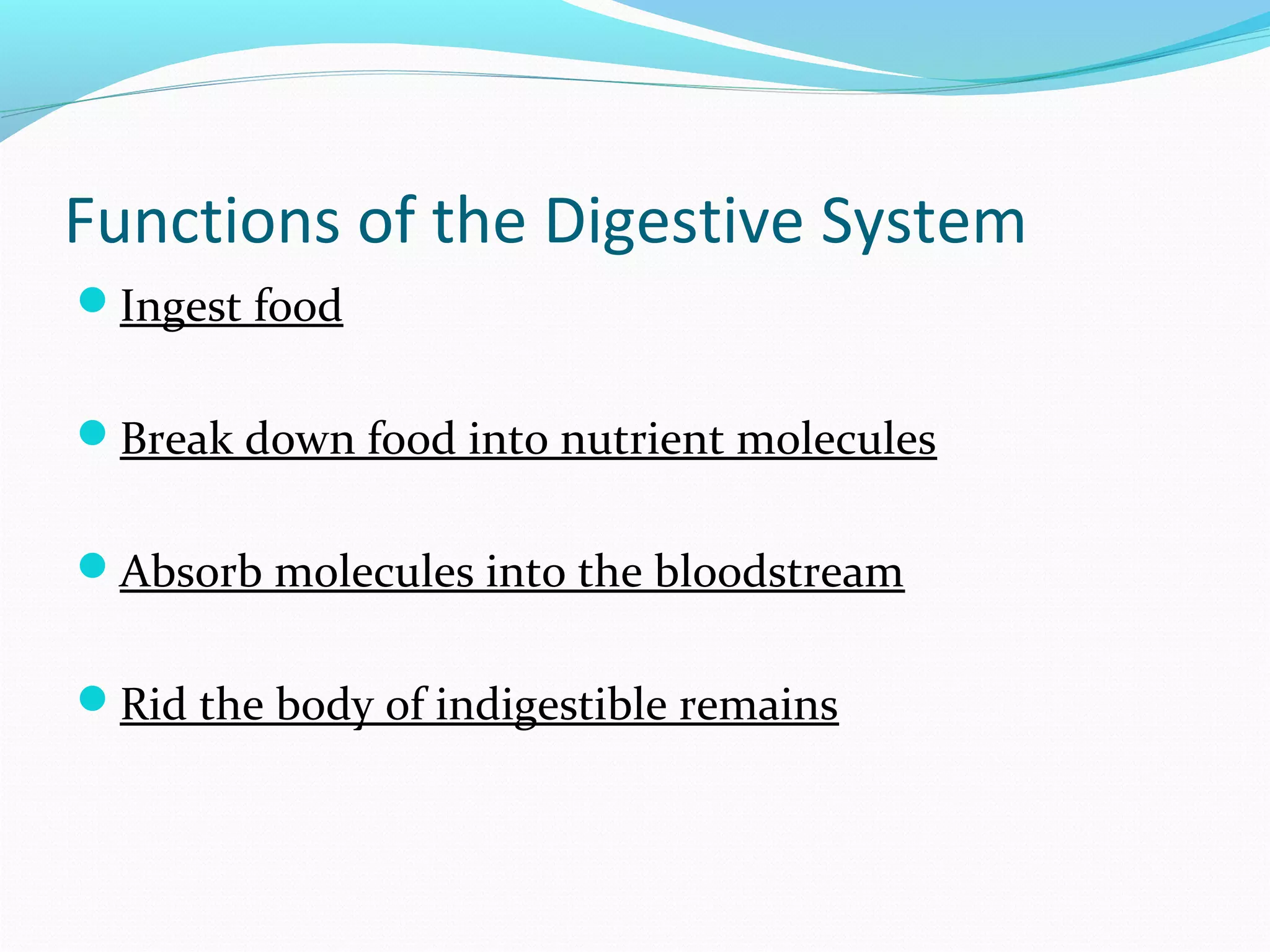 Functions of the Digestive System
Ingest food
Break down food into nutrient molecules
Absorb molecules into the bloodstream
Rid the body of indigestible remains
 