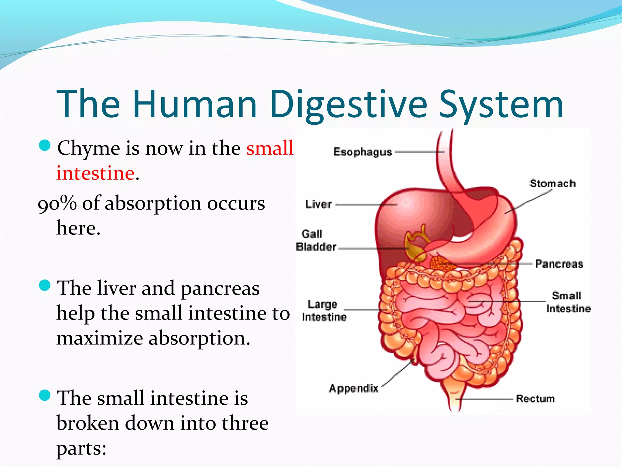 The Human Digestive System
Chyme is now in the small
intestine.
90% of absorption occurs
here.
The liver and pancreas
help the small intestine to
maximize absorption.
The small intestine is
broken down into three
parts:
 