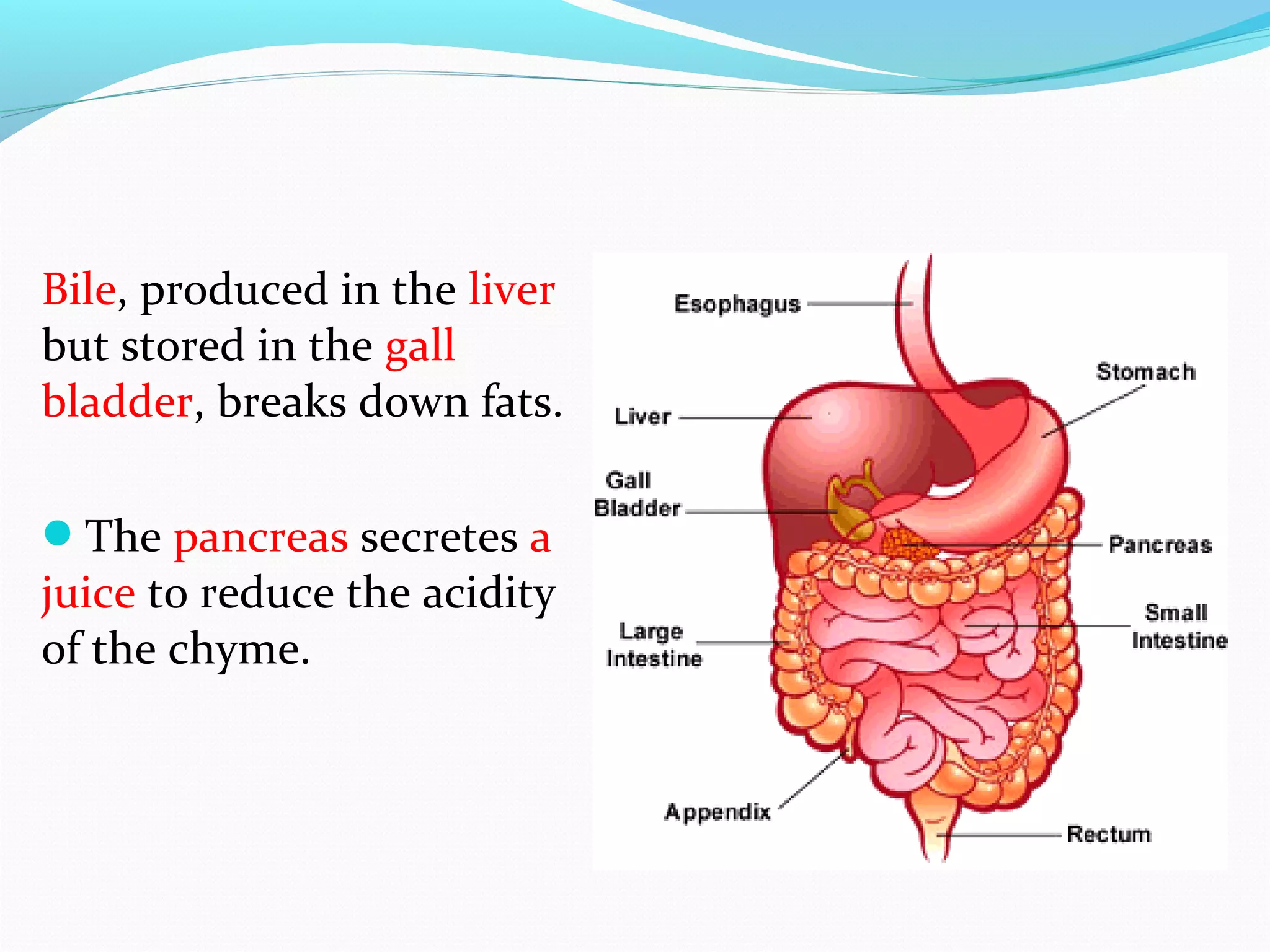 Bile, produced in the liver
but stored in the gall
bladder, breaks down fats.
The pancreas secretes a
juice to reduce the acidity
of the chyme.
 