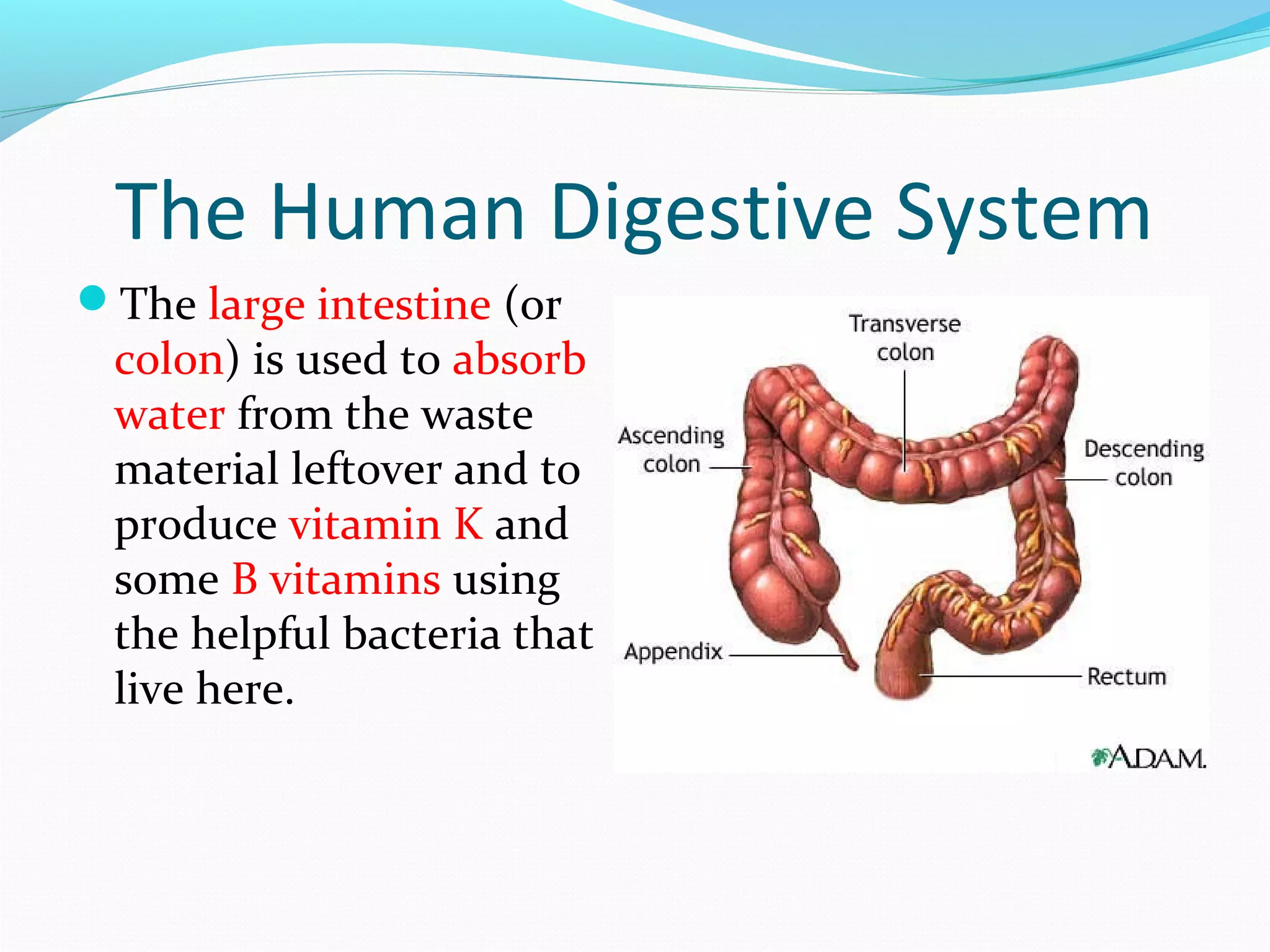The Human Digestive System
The large intestine (or
colon) is used to absorb
water from the waste
material leftover and to
produce vitamin K and
some B vitamins using
the helpful bacteria that
live here.
 