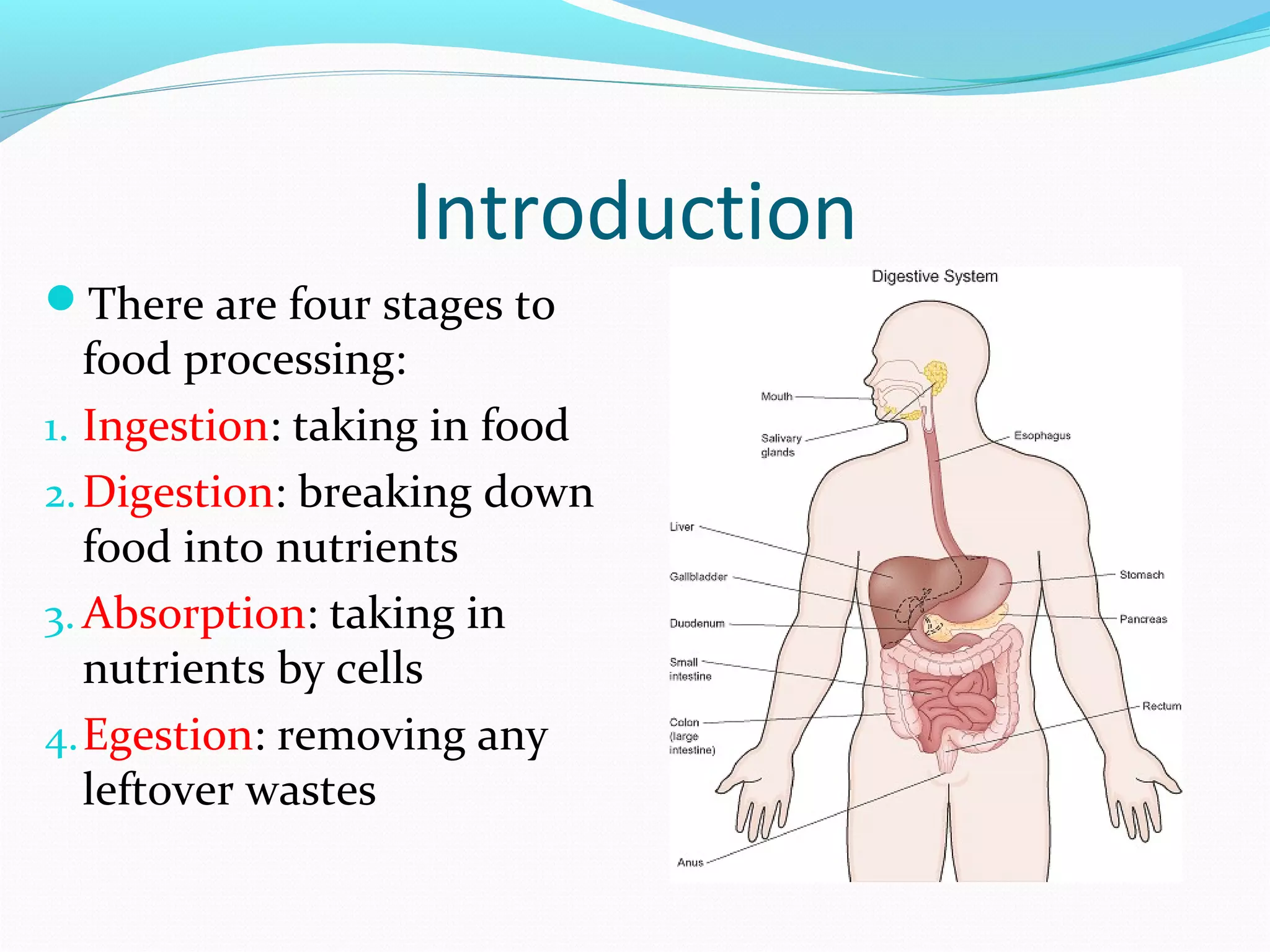 Introduction
There are four stages to
food processing:
1. Ingestion: taking in food
2.Digestion: breaking down
food into nutrients
3. Absorption: taking in
nutrients by cells
4.Egestion: removing any
leftover wastes
 