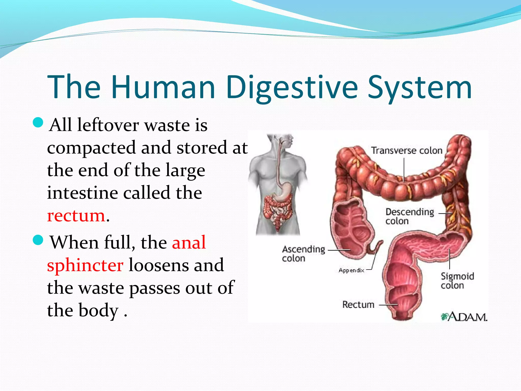 The Human Digestive System
All leftover waste is
compacted and stored at
the end of the large
intestine called the
rectum.
When full, the anal
sphincter loosens and
the waste passes out of
the body .
 