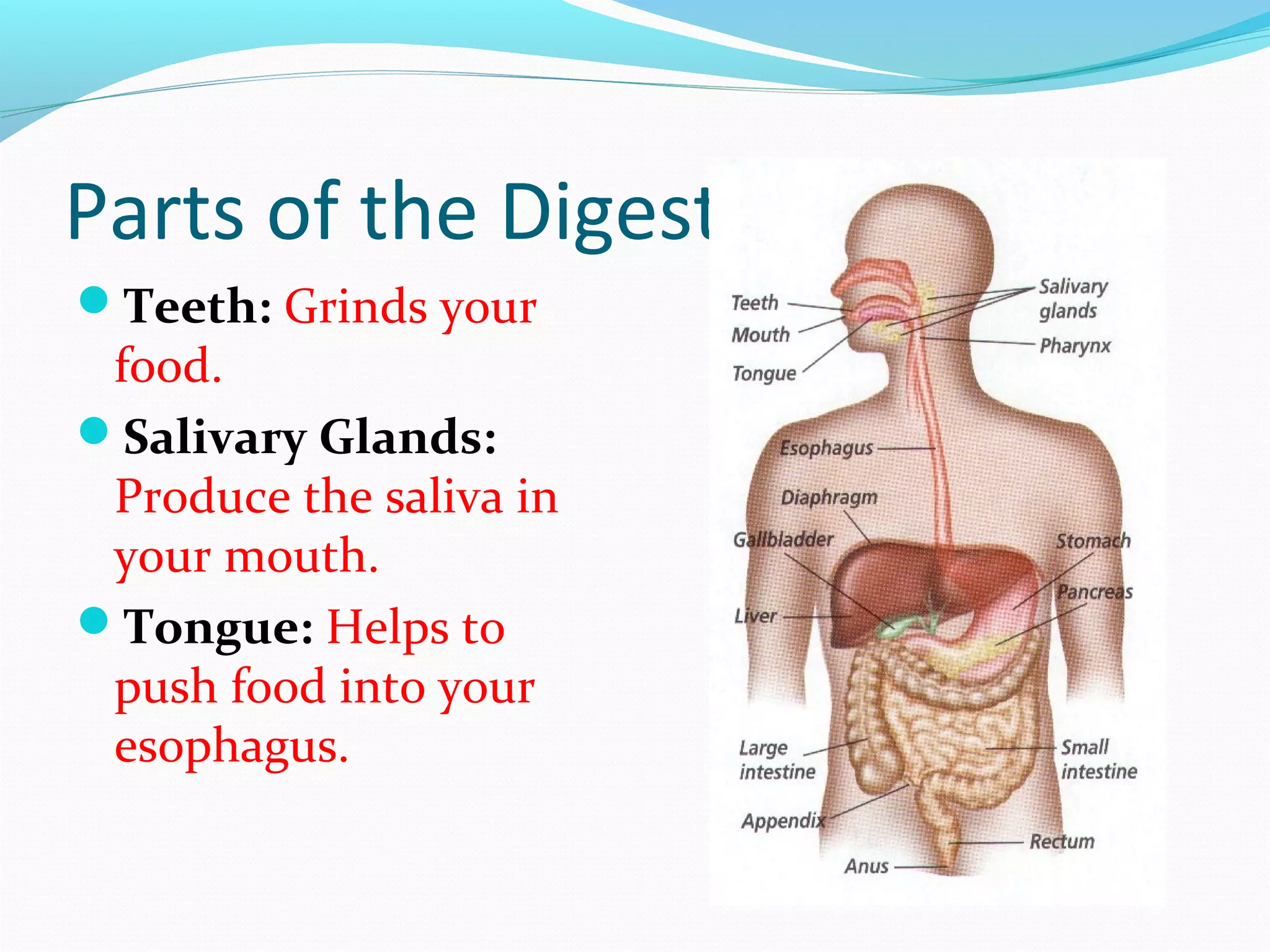 Parts of the Digestive System
Teeth: Grinds your
food.
Salivary Glands:
Produce the saliva in
your mouth.
Tongue: Helps to
push food into your
esophagus.
 