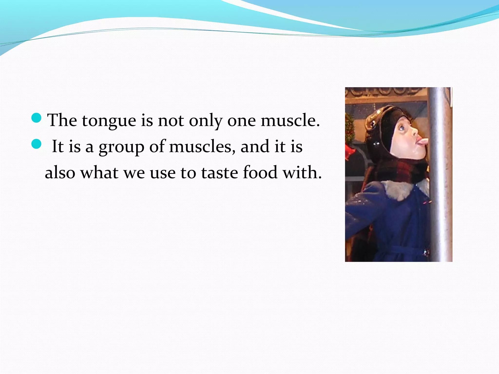 The tongue is not only one muscle.
 It is a group of muscles, and it is
also what we use to taste food with.
 