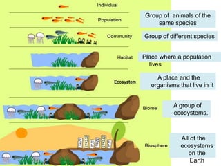 Individual
Individual
Group of different species
Group of animals of the
same species
Place where a population
lives
A place and the
organisms that live in it
All of the
ecosystems
on the
Earth
A group of
ecosystems.
 