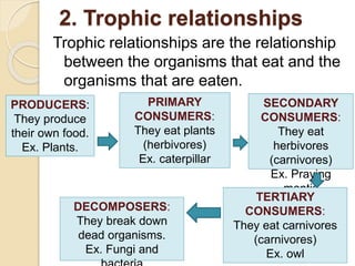 2. Trophic relationships
Trophic relationships are the relationship
between the organisms that eat and the
organisms that are eaten.
PRODUCERS:
They produce
their own food.
Ex. Plants.
PRIMARY
CONSUMERS:
They eat plants
(herbivores)
Ex. caterpillar
DECOMPOSERS:
They break down
dead organisms.
Ex. Fungi and
SECONDARY
CONSUMERS:
They eat
herbivores
(carnivores)
Ex. Praying
mantis
TERTIARY
CONSUMERS:
They eat carnivores
(carnivores)
Ex. owl
 