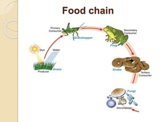 Food chain
 