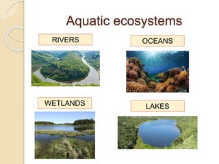 Aquatic ecosystems
RIVERS OCEANS
WETLANDS LAKES
 