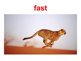 fast
 