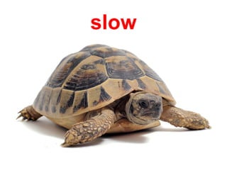 slow
 