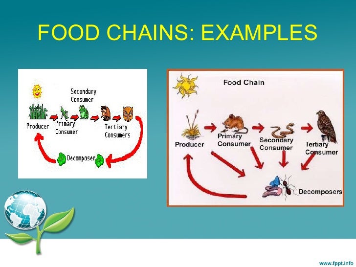food chain examples pictures to pin on pinterest tattooskid food chain examples pictures to pin on pinterest tattooskid