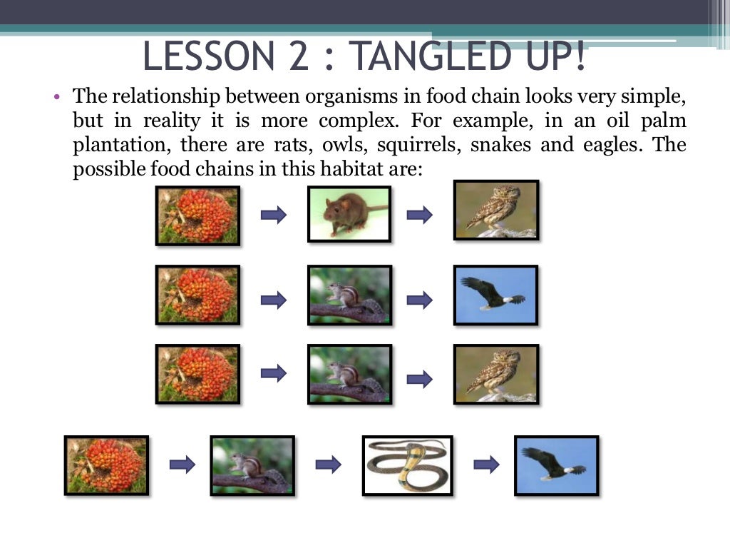 Unit 3 food chain & food web