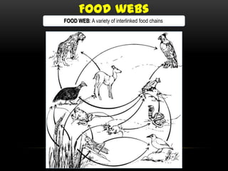 Food webs
FOOD WEB: A variety of interlinked food chains.
 