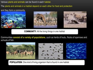 Various plants and animals can be found in each habitat.
The plants and animals in a habitat depend on each other for food and protection
and they form a community.




                          COMMUNITY: All the living things in one habitat.

Communities consist of a variety of populations, such as herds of kudu, flocks of sparrows and
schools of fish.




         POPULATION: One kind of living organism that is found in one habitat.
 