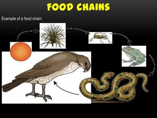 Food chains
Example of a food chain :
 