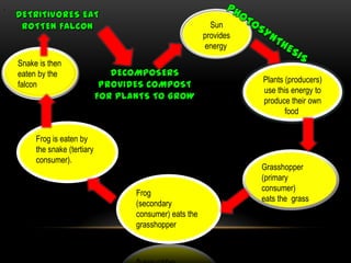 .
                                                      Sun
                                                    provides
                                                    energy.
    Snake is then
    eaten by the
                                                               Plants (producers)
    falcon.
                                                               use this energy to
                                                               produce their own
                                                                      food.


         Frog is eaten by
         the snake (tertiary
         consumer).
                                                               Grasshopper
                                                               (primary
                                                               consumer)
                               Frog
                                                               eats the grass.
                               (secondary
                               consumer) eats the
                               grasshopper.
 