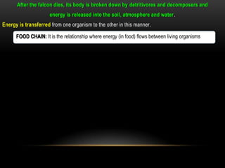 After the falcon dies, its body is broken down by detritivores and decomposers and
                      energy is released into the soil, atmosphere and water.
Energy is transferred from one organism to the other in this manner.

      FOOD CHAIN: It is the relationship where energy (in food) flows between living organisms.
 