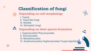 Classification of fungi
I. Yeasts
II. Yeast like fungi
III. Moulds
IV. Dimorphic fungi
I. Zygomycetes/ Phycomycetes
II. Ascomycetes
III. Basidiomycetes
IV. Dueteromycetes/ Hyphomycetes/ Fungi imperfecti
Depending on cell morphology
Depending on their spores formation
 