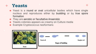 ● Yeast is a round or oval unicellular bodies which have single
nucleus and reproduces either by budding or by true spore
formation
● They are aerobic or facultative Anaerobic
● Yeasts colonies appears as creamy on Culture media
● Example Cryptococcus neoformans
Yeasts
 