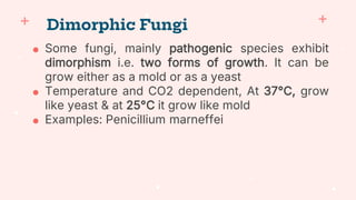 ● Some fungi, mainly pathogenic species exhibit
dimorphism i.e. two forms of growth. It can be
grow either as a mold or as a yeast
● Temperature and CO2 dependent, At 37°C, grow
like yeast & at 25°C it grow like mold
● Examples: Penicillium marneffei
Dimorphic Fungi
 