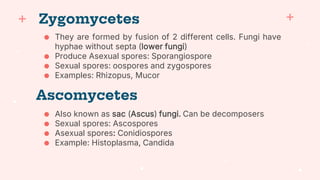 ● They are formed by fusion of 2 different cells. Fungi have
hyphae without septa (lower fungi)
● Produce Asexual spores: Sporangiospore
● Sexual spores: oospores and zygospores
● Examples: Rhizopus, Mucor
Zygomycetes
Ascomycetes
● Also known as sac (Ascus) fungi. Can be decomposers
● Sexual spores: Ascospores
● Asexual spores: Conidiospores
● Example: Histoplasma, Candida
 