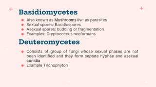 ● Also known as Mushrooms live as parasites
● Sexual spores: Basidiospores
● Asexual spores: budding or fragmentation
● Examples: Cryptococcus neoformans
Basidiomycetes
Deuteromycetes
● Consists of group of fungi whose sexual phases are not
been identified and they form septate hyphae and asexual
conidia
● Example Trichophyton
 