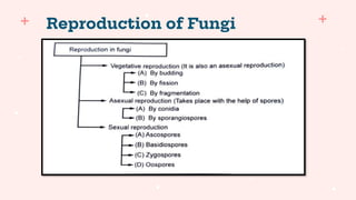 Reproduction of Fungi
 