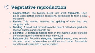 1. Fragmentation: The hyphae break into small fragments. Each
piece upon getting suitable conditions, germinates to form a new
mycelium
2. Fission: This method involves the splitting of cells into two
daughter cells
3. Budding: A small bud formed from the parent cell which gradually
receive nucleus and separate out
4. Sclerotia: A compact masses form in the hyphae under suitable
conditions germinate to form new individuals
5. Rhizomorphs: Root-like elongated mycelial strand, they remain
dormant under unfavourable conditions and under favourable
conditions develop into a new mycelium
Vegetative reproduction
 