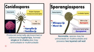 Produced externally on branched or
unbranched hyphal tips, formed
single or in chains also may
uninucleate or multinucleate
Nonmotile, spores may be
uninucleate or multinucleate and
possess two layered cell wall
 