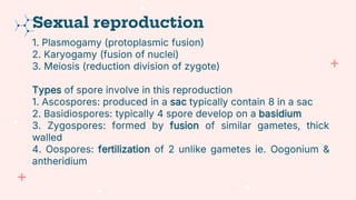 1. Plasmogamy (protoplasmic fusion)
2. Karyogamy (fusion of nuclei)
3. Meiosis (reduction division of zygote)
Types of spore involve in this reproduction
1. Ascospores: produced in a sac typically contain 8 in a sac
2. Basidiospores: typically 4 spore develop on a basidium
3. Zygospores: formed by fusion of similar gametes, thick
walled
4. Oospores: fertilization of 2 unlike gametes ie. Oogonium &
antheridium
Sexual reproduction
 