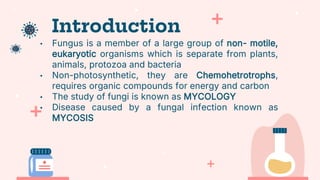 Introduction
• Fungus is a member of a large group of non- motile,
eukaryotic organisms which is separate from plants,
animals, protozoa and bacteria
• Non-photosynthetic, they are Chemohetrotrophs,
requires organic compounds for energy and carbon
• The study of fungi is known as MYCOLOGY
• Disease caused by a fungal infection known as
MYCOSIS
 