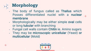 • The body of fungus called as Thallus which
Posses differentiated nuclei with a nuclear
membrane
• Morphologically may be either simple oval cells
or long tubular with branching
• Fungal cell walls contain Chitin ie. Amino sugars
• They may be microscopic unicellular (Yeast) or
multicellular (Mold)
Morphology
 