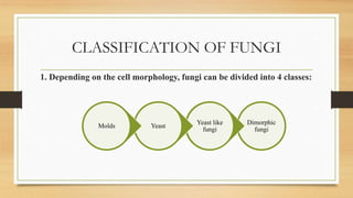 CLASSIFICATION OF FUNGI
1. Depending on the cell morphology, fungi can be divided into 4 classes:
Dimorphic
fungi
Yeast like
fungi
Yeast
Molds
 