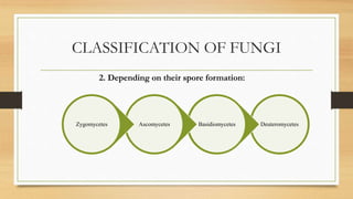 CLASSIFICATION OF FUNGI
Deuteromycetes
Basidiomycetes
Ascomycetes
Zygomycetes
2. Depending on their spore formation:
 
