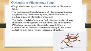 1. MOULDS
• Fungi which form mycelia or hyphae are called molds/filamentous fungi
• It contains multiple identical nuclei
• They are strictly aerobic and optimum temperature for growth is 22 ºC -28 ºC
• Reproduce through small spores by sexual or asexual mode
form
 