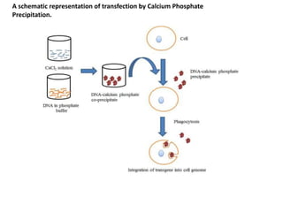 Unit 3 Gene Transfer Techniques.pdf