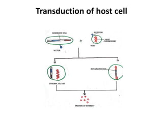 Unit 3 Gene Transfer Techniques.pdf