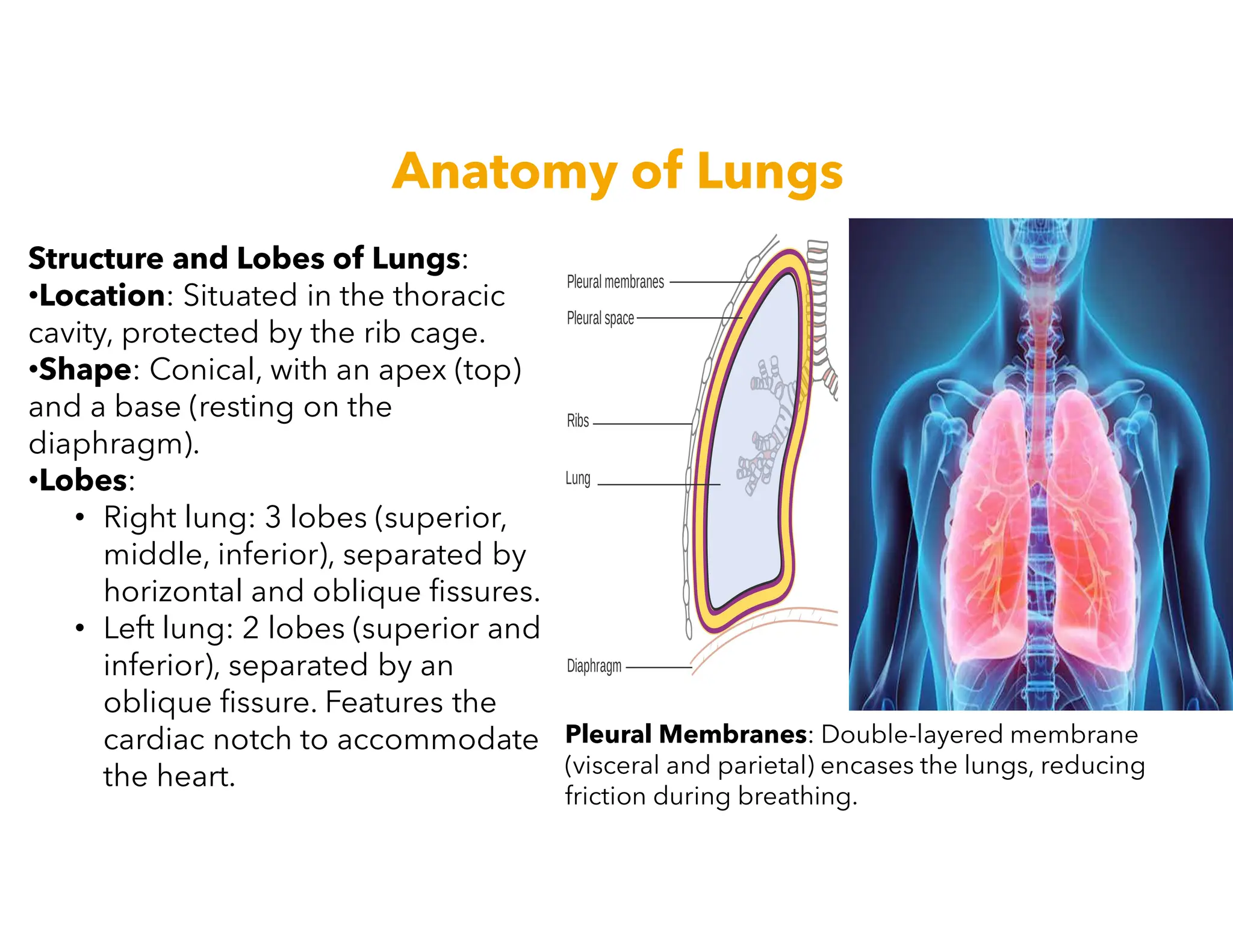 Respiratory System , Urinary System | PDF