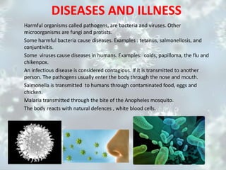 DISEASES AND ILLNESS
Harmful organisms called pathogens, are bacteria and viruses. Other
microorganisms are fungi and protists.
Some harmful bacteria cause diseases. Examples : tetanus, salmonellosis, and
conjuntivitis.
Some viruses cause diseases in humans. Examples: colds, papilloma, the flu and
chikenpox.
An infectious disease is considered contagious. If it is transmitted to another
person. The pathogens usually enter the body through the nose and mouth.
Salmonella is transmitted to humans through contaminated food, eggs and
chicken.
Malaria transmitted through the bite of the Anopheles mosquito.
The body reacts with natural defences , white blood cells.
 