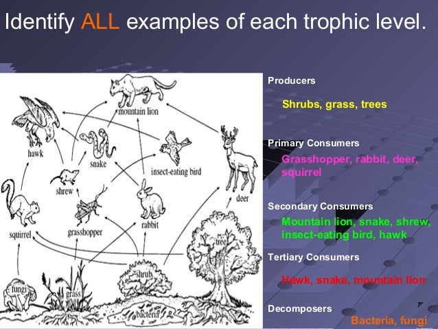 Unit 3 lesson 1 food chains Biology Diagrams
