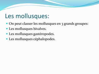 Les mollusques:
 On peut classer les mollusques en 3 grands groupes:
 Les mollusques bivalves.
 Les mollusques gastéropodes.
 Les mollusques céphalopodes.
 