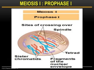 MEIOSIS I : PROPHASE I
© 2012 Pearson Education, Inc.
 